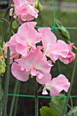 LATHYRUS ANNE BARRON (SWEET PEA)