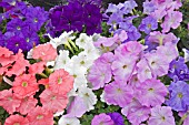 PETUNIA CARPET NEPTUNE MIX