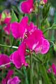 LATHYRUS ANNIE B GILROY (SWEET PEA)