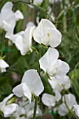 LATHYRUS BRAMDEAN (SWEET PEA)