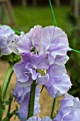 LATHYRUS BRISTOL (SWEET PEA)