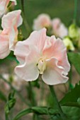 LATHYRUS CHAMPAGNE BUBBLES (SWEET PEA)