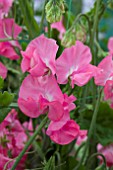 LATHYRUS DAILY MAIL (SWEET PEA)