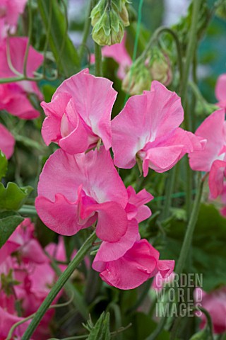 LATHYRUS_DAILY_MAIL_SWEET_PEA