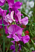 LATHYRUS GEOFF HAMILTON (SWEET PEA)