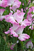 LATHYRUS GWENDOLINE (SWEET PEA)