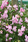 LATHYRUS GWENDOLINE (SWEET PEA)