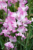 LATHYRUS GWENDOLINE (SWEET PEA)