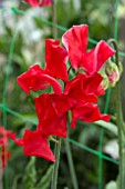 LATHYRUS HANNAH MACGOVERN (SWEET PEA)