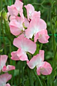 LATHYRUS HELEN (SWEET PEA)