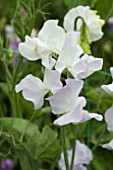 LATHYRUS HONEYMOON (SWEET PEA)