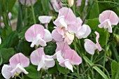 LATHYRUS JANET SCOTT (SWEET PEA)