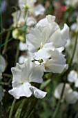 LATHYRUS JILLY (SWEET PEA)