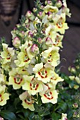 ANTIRRHINUM ANTIRINCHA YELLOW MAROON