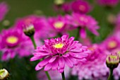 ARGYRANTHEMUM ANGELIC PINK WONDER