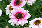 ARGYRANTHEMUM REFLECTION PINK