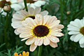 ARGYRANTHEMUM REFLECTIONS YELLOW CREAM