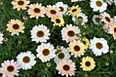 ARGYRANTHEMUM REFLECTIONS YELLOW CREAM