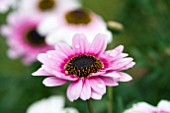 ARGYRANTHEMUM REFLECTIONS PINK