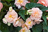 BEGONIA FORTUNE PEACH SHADES