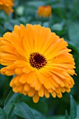 CALENDULA CALYPSO ORANGE AND BLACK