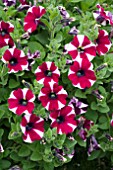 PETUNIA CASCADIA BICOLOUR CABINET