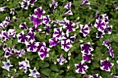 PETUNIA CASCADIA RIM VIOLET