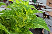 COLEUS ELECTRIC LIME (SOLENOSTEMON)