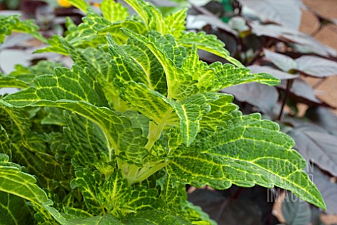 COLEUS_ELECTRIC_LIME_SOLENOSTEMON