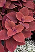 COLEUS RED HEAD (SOLENOSTEMON)