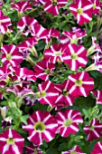 PETUNIA LITTLETUNIA BICOLOUR ILLUSION