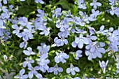 LOBELIA ANABEL SKY BLUE