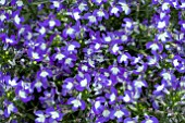 LOBELIA ANABEL SUPERIOR BLUE