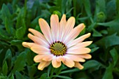 OSTEOSPERMUM CAPE KADUNA