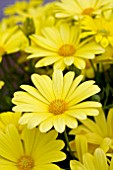 OSTEOSPERMUM YELLOW VOLTAGE