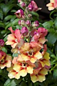 ANTIRRHINUM ANTIRINCHA PEACHY BRONZE