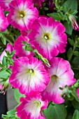 PETUNIA CORONA PINK RIM