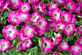 PETUNIA CORONA PINK RIM