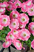 PETUNIA CORONA SALMON RIM