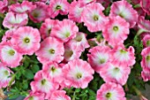 PETUNIA CORONA SALMON RIM