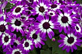 PERICALLIS (SENETTI) VIOLET BICOLOUR