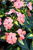 IMPATIENS SUNPATIENS SALMON VARIEGATED