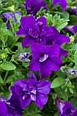 PETUNIA SURFINIA DOUBLE BLUE STAR