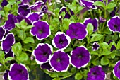 PETUNIA SURFINIA PICOTEE BLUE