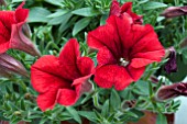 PETUNIA SURFINIA TABLE DARK RED