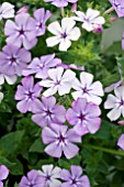 PHLOX SURPHLOX BLUE AND WHITE