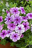 PHLOX SURPHLOX BLUE VEIN