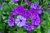 PHLOX SURPHLOX DARK BLUE