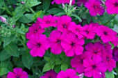 PHLOX SURPHLOX MAGENTA