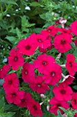 PHLOX SURPHLOX RED